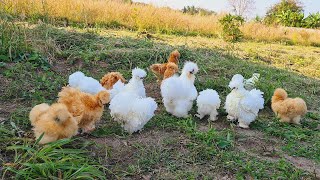 So Cute and Beautiful Silkie chicken - The beautiful Chicken