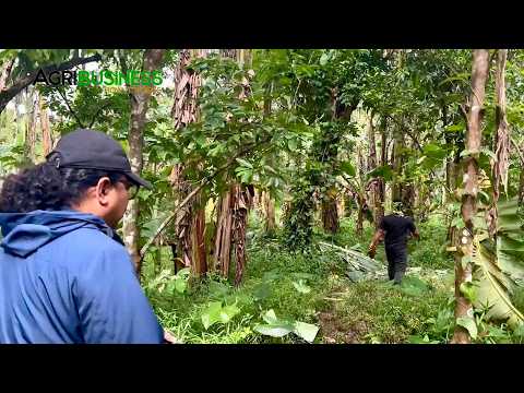 Hinanap namin ang Banana Farmer na Kumikita ng Malaki sa Dahon, Puso at Saba!