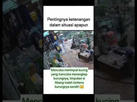 kalo sudah begini siapa yg hrus di salahkan😅 😂#cat #kucing #shorts