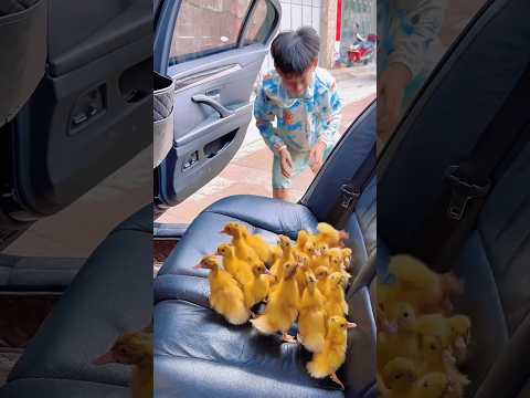 हीरा बेटे ने सारे बत्तख के बच्चों को बाहर घुमा दिया 😲🦆#shorts #duck #trendingshorts #shortsfeed