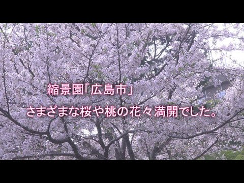 【縮景園】さまざまな桜や桃の花々満開でした。「広島市」