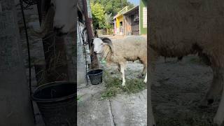 #kambing #embe #kambingetawa