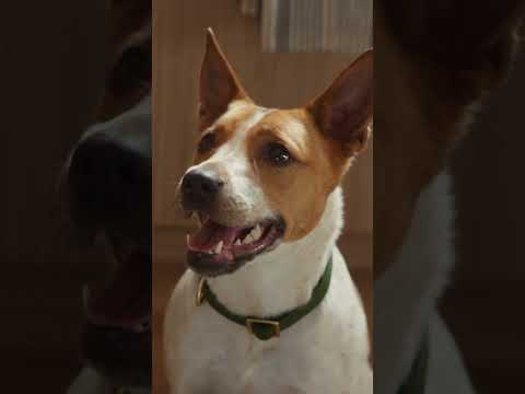 Freshpet Kitchen Conversations: Too Soon I :15