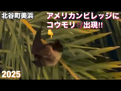 コウモリ出現!!　美浜アメリカンビレッジ　2025/8