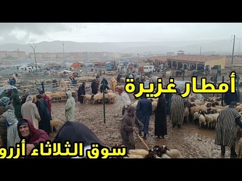 مباشرة من الثلاثاء أزرو 19/11/2024 أمطار قوية 🌧️🌧️جرات على الكسابة 🏃🐏 الله يرحمنا فرجة ممتعة