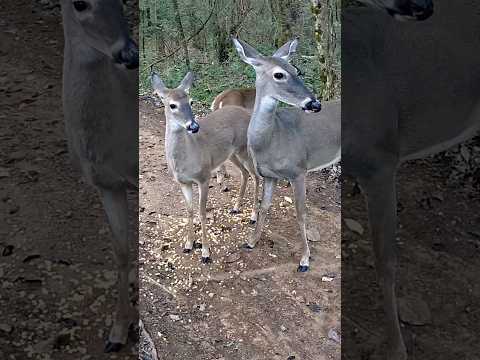 DOE AND FAWN ON HIGH ALERT | Mother Deer Protects Her Baby in the Wild #shorts