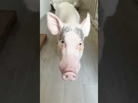 朝まで飲んで帰ってきて豚の部屋を占領する◯ソゴリラ #豚 #pig