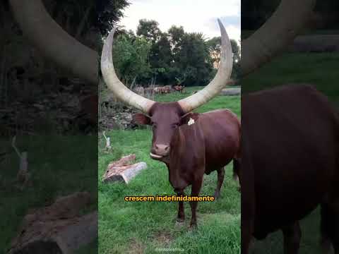 OS CHIFRES DAS VACAS NUNCA PARAM DE CRESCER? #shorts