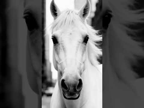 Airwheel-Free Intelligent Life #airwheel #travel#suitcase