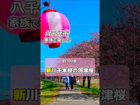 新川千本桜の河津桜|千葉県八千代市