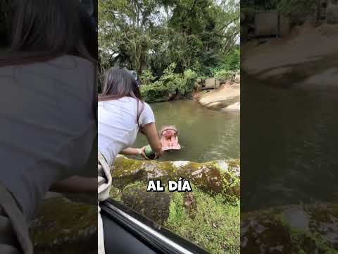 Un fallo tras otro... pero qué hizo el hipopótamo al final #shorts
