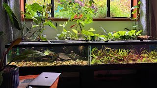 Nature Meets Home Aquariums Tour