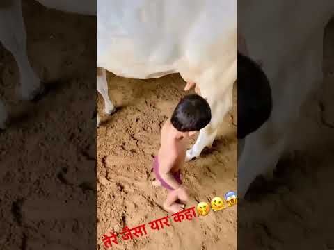 तेरे जैसा यार कहा?😱👌#shorts #youtubeshorts #cowvideos #cowlover #cutebaby #cow #viral #shortsviral