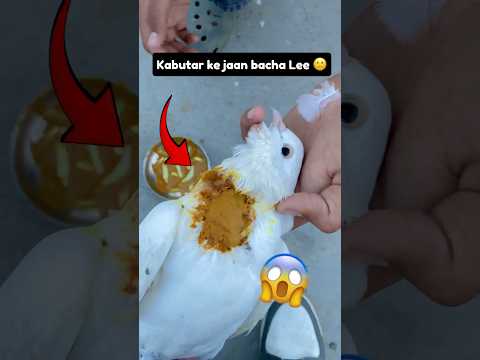 Kabutar ke jaan bacha le 🥺 #pigeon #petlover #minivlog #birds #kabutar #petsvlog #shorts