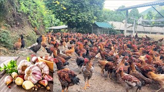Chicken Farm - How to cure cough and asthma for 100-day-old chickens very simply
