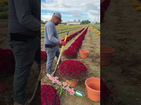 Гуларни сотишти бошладиг #tiktokvideo #samandarsamo #uzbekistan