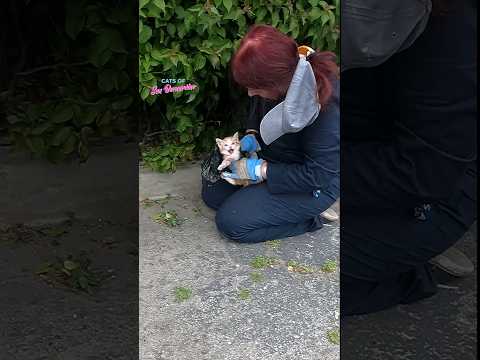 Feisty Kitten Rescue #catrescue #kitten #kittenrescue #cat #rescue #animalrescue