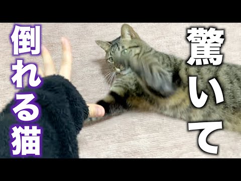 猫を脅かしたらビックリして倒れた...