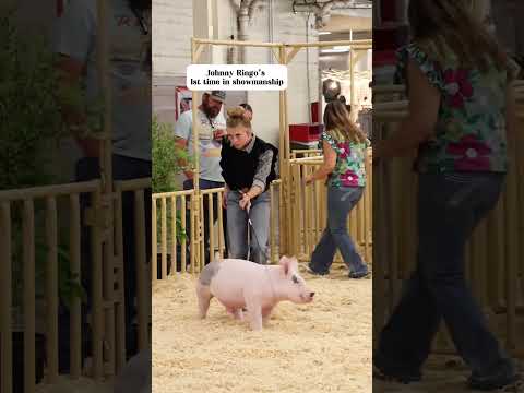 Explaining hog showmanship & market & the differences between them #showpigs #pigs #livestockshow
