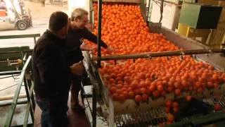 How Oranges Are Grown Harvested And Shipped By Curiosity Quest How Oranges Are Grown Harvested And Shipped By Curiosity Quest You