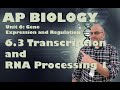 Transcription and RNA Functions