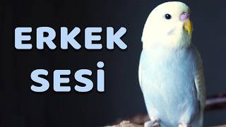 Muhabbet Kuşu Sesi Erkek - Kuşunuzun Dikkatini Çekin!