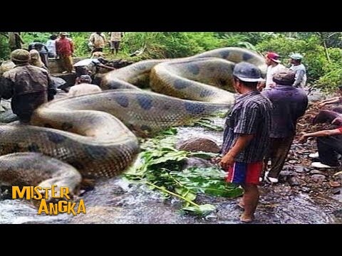 Download Video 7 ULAR TERBESAR DI DUNIA DALAM SEJARAH..!! NO 1 BELUM TERKALAHKAN Download Video 7 ULAR TERBESAR DI DUNIA DALAM SEJARAH..!! NO 1 BELUM TERKALAHKAN