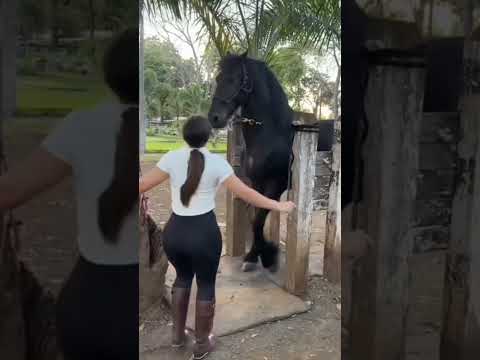 #cavalo #pecuarista #marchadores #agro #playvaquejada #memes #cavalgada #cavalos #cachorro #fazenda