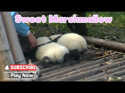 Are You Pandas Or Marshmallows? So Soft, So Sweet! | iPanda