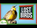 Bird Populations and Attachment Studies