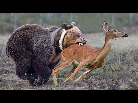 МЕДВЕДИ НА ОХОТЕ! Как охотятся эти большие и сильные хищники