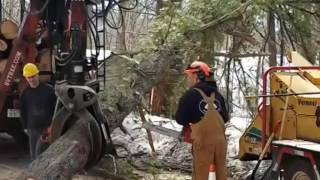 Trees removed in Brookline