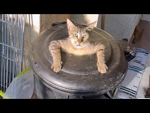 Los animales más divertidos 😄 videos graciosos de perros y gatos 😹🐶