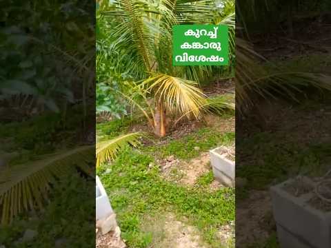 ഓസ്ട്രേലിയൻ കങ്കാരു വിശേഷം #australianjeevitham #shorts #kangaroo