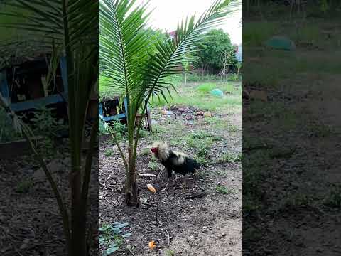 Beautiful chickens eating 🍽️