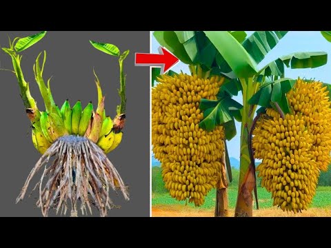 🔴 🌿 How To Grow Banana, Guava, Lemon, Mango,  Lichi, etc at home