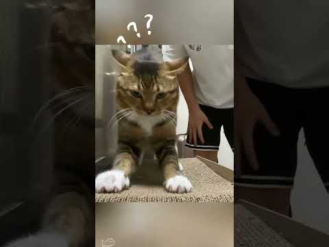 смешные котики #memes