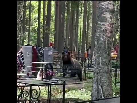 Медведь на кладбище в Сыктывкаре