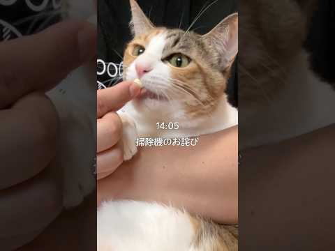 6キロ女の子の１日 #ネコ #cat #ねこのいる生活 #保護猫