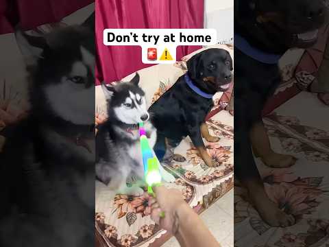 Top Dangerous dog training 🚨😡 #shorts #dog #husky #trendingsong | Review reloaded