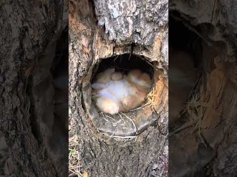 The little rabbit is snoring in the tree hole. Cute pet debut plan. The little cute rabbit in th