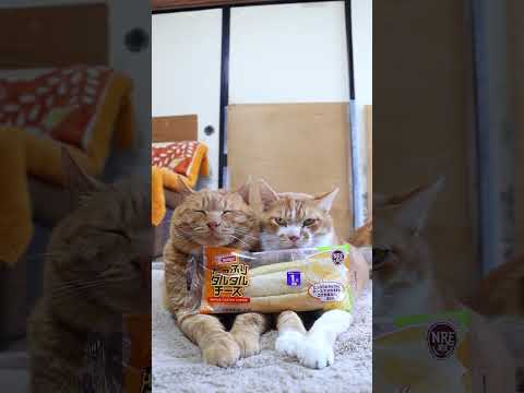 猫の動画サムネイル - たっぷりタルタルチーズ　250530　#のせ猫 #cat #ねこ #猫のいる暮らし #ネコ #ネコ #猫好きさん #cute #kitten #kitty #猫のいる生活