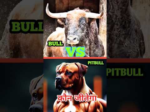 क्या पिटबुल आपको सांड से बचापाएगा ?😱#shorts #trending