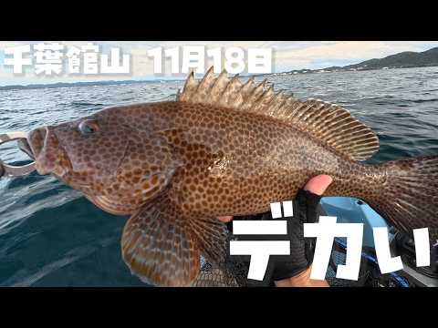 【館山湾泳がせ釣り】50cm超の巨大オオモンハタが出た！サビキのアジを自作仕掛けで高級魚が連発
