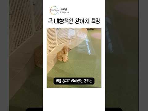 극 내향적인 강아지 특징