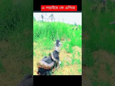 কালনাগিনী ছাগল কে ধরে ফেললো #কালনাগিনী #সাপ