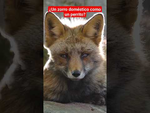 ¿SE PUEDE DOMESTICAR A UN ZORRO?