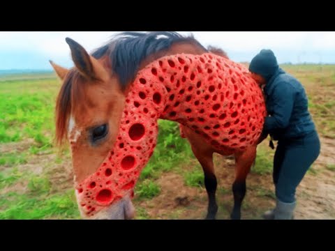 Ronde vlekken verschijnen op een paard. De dierenarts schreeuwt bij het zien ervan!