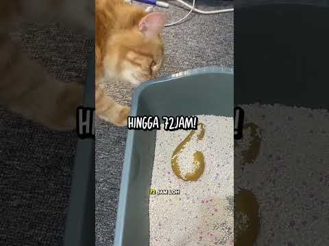 Pewangi kucing/Peliharaan