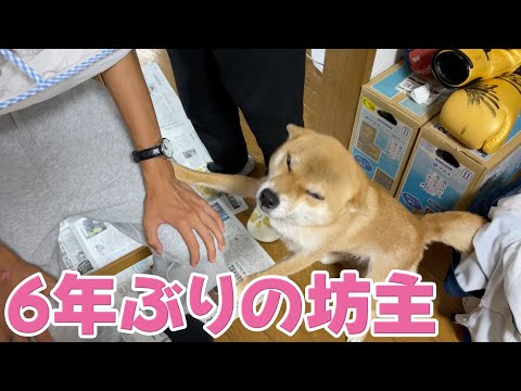 お兄ちゃんが坊主になって大喜び　柴犬小夏